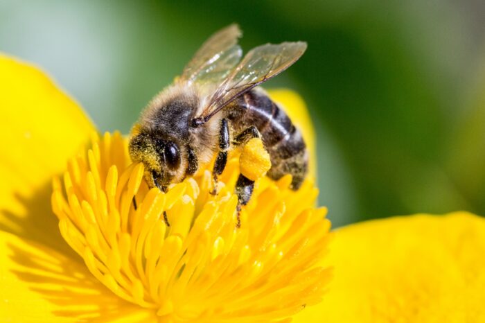 L'éducation à la rescousse des abeilles