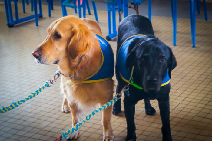 La Fondation Frédéric Gaillanne mise sur les chiens guides pour l’autonomie des enfants malvoyants