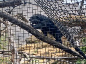 Le binturong dans son enclos au zoo de Lille.